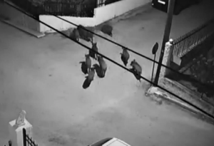 Κορινθία: Αγριογούρουνα έκλεισαν έναν ολόκληρο δρόμο σε γειτονιά – Βίντεο από τους Αγίους Θεοδώρους