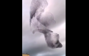 Έμειναν όλοι με το στόμα ανοικτό με αυτό που είδαν πάνω από τα κεφάλια τους!!! – vid