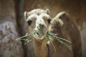 ΒΡΗΚΑΝ ΑΛΛΟ!!!! Φόβοι στο ΜΟΥΝΤΙΑΛ για την «γρίπη της καμήλας» – Σκοτώνει έναν στους τρεις, λένε θα εξαπλωθεί παντού