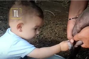 Κρήτη: Viral ο 2χρονος Στέλιος που μαζεύει ελιές και αρμέγει πρόβατα