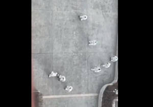 Οι Κινέζοι Λευκοί Φρουροί (κατά της επιδημίας) σκότωσαν αδέσποτα;;;; ΣΚΛΗΡΟ ΒΙΝΤΕΟ αν ισχύει