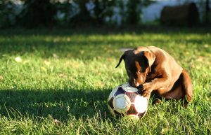 Ακυρώθηκε γκολ λόγω…σκύλου σε αγώνα Κυπέλλου στα Δωδεκάνησα