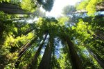 Big trees