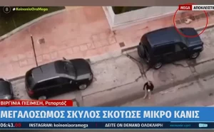 Σοκαριστικό! Δραπετσώνα: Λυκόσκυλο κατασπάραξε κανίς μέσα από την αγκαλιά της ιδιοκτήτριας του