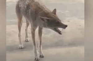 Ζώα με λύσσα!!! Σοκαριστικό θέαμα