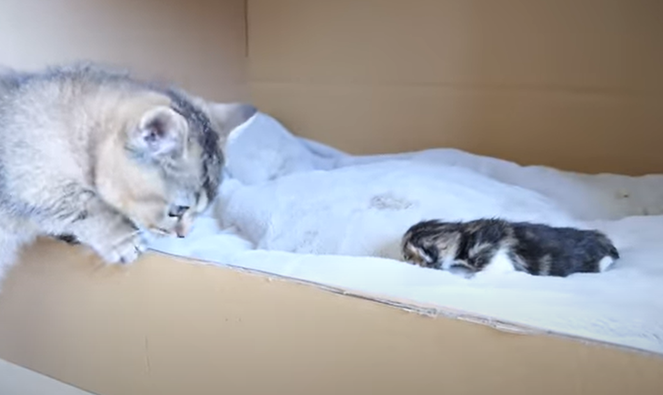 Ο μπαμπάς γάτος Coco συναντά μωρά γατάκια για πρώτη φορά