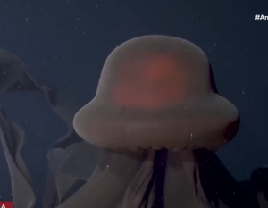 ΑΠΟΚΟΣΜΟ!!! ΗΠΑ: Ερευνητές εντόπισαν την σπάνια μέδουσα – φάντασμα