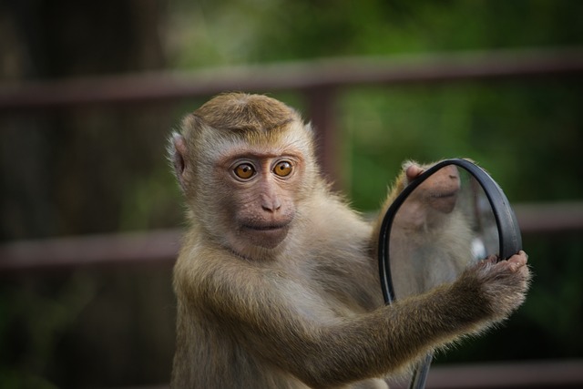 «Θρασύτατη» μαϊμού αρπάζει σακάκι, το φοράει και αφήνει τους περαστικούς άναυδους, VID