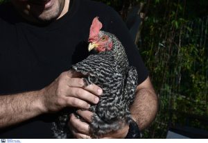 «Βάζουν κάτι στην τροφή της κότας;;; – Σταματούν να ΠΑΡΑΓΟΥΝ αυγά»! Αποκλειστικά ΒΙΝΤΕΟ ΣΟΚ με κτηνοτρόφους
