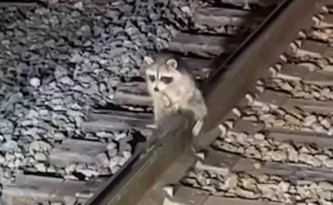 ΗΠΑ: Εργάτης σε σιδηρόδρομο σώζει ρακούν αφού είχε «κολλήσει» στις ράγες