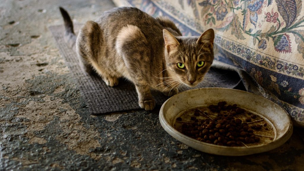 Φρίκη στον Κορυδαλλό: Ασυνείδητος κακοποιεί και βασανίζει αδέσποτα ζώα -Σκότωσε γάτα με αεροβόλο, vid