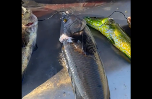 Δείτε το ΒΙΝΤΕΟ του Πολάκη για τα σκάνδαλα με τα ψάρια – ΔΕΝ ΠΕΡΙΓΡΑΦΩ ΑΛΛΟ