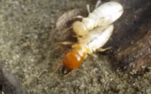 Τερμίτες-γίγαντες τρώνε την… άσφαλτο! (+video)