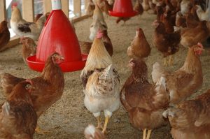 Τσεχία: Φάρμα θα θανατώσει 220.000 πουλερικά με δικαιολογία την γρίπη των πτηνών