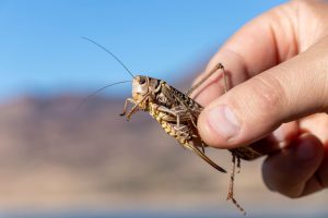 Έδωσε στα παιδιά να φάνε ΕΝΤΟΜΑ! Αντέχετε να δείτε;; – vid