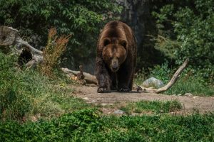 Ποιό είναι το έθιμο της “κλοπής της αρκούδας” που αναβιώνει στην Καρδίτσα;