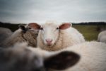closeup-white-sheep-with-funny-ears