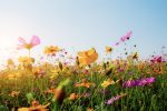 cosmos-field-with-sunset