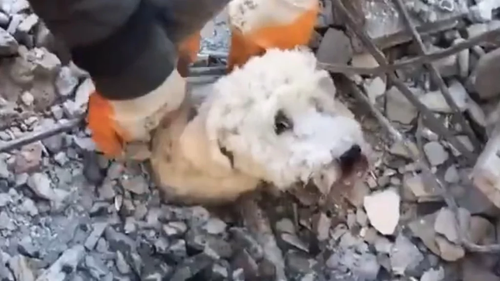 Σεισμός στην Συρία: Διάσωση μέσα από τα χαλάσματα για ένα μικρό σκύλο – ΒΙΝΤΕΟ