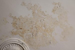 Πώς να εξαφανίστε τη μούχλα από τους τοίχους