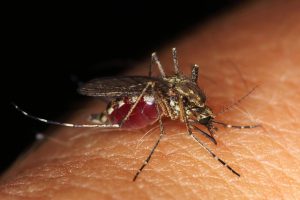 ΘΑΝΑΤΗΦΟΡΕΣ συμπτώσεις! Ιός κουνουπιών στην Αυστραλία και στο βάθος… Bill Gates! – vid