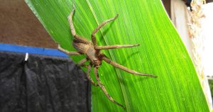 Σπάνιο είδος αράχνης που μοιάζει με ταραντούλα – γίγαντα εντοπίστηκε στο Κουίνσλαντ