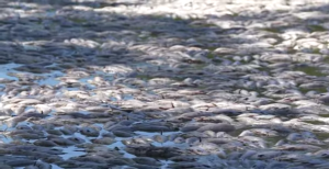 Αυστραλία: Εκατομμύρια νεκρά ψάρια σε ποταμό