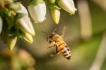 closeup-shot-bee-flying-pollinate-white-flowers