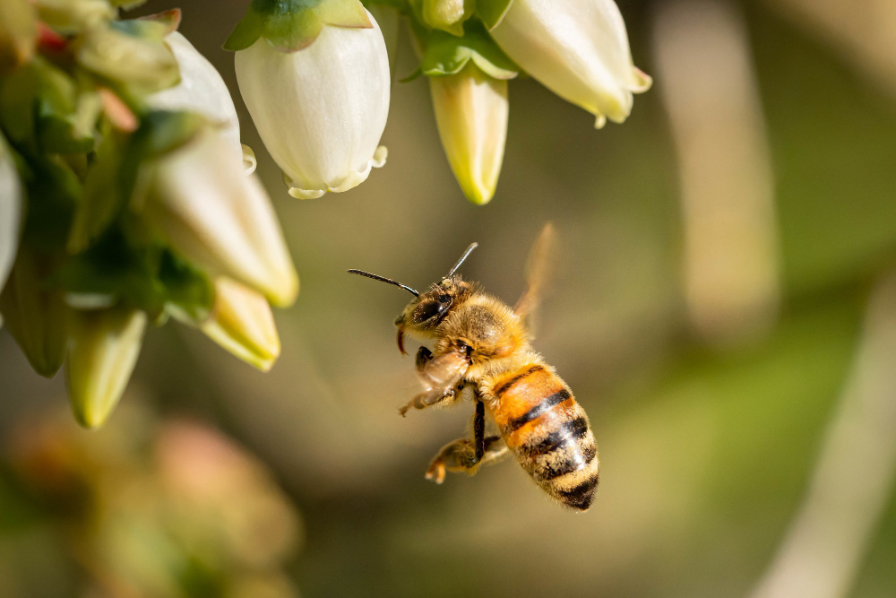 Οι μέλισσες, πηγή πληροφοριών για την υγεία των κατοίκων των πόλεων