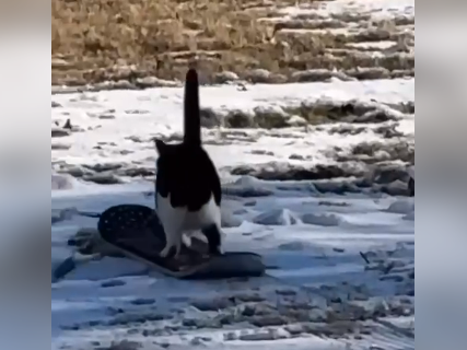 Γάτα κάνει snowboard – Άπαιχτο!!!