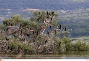 Ανησυχία για τον εντοπισμό εκατοντάδων νεκρών ψαριών στην Κερκίνη, vid
