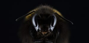 Εικόνες φρίκης στη Νικαράγουα: Αφρικανικές μέλισσες σκότωσαν έξι ανθρώπους…