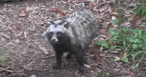 Κορωνοϊός: Μετά τις νυχτερίδες τώρα λένε ότι ο ιός προήλθε από…  σκύλους ρακούν