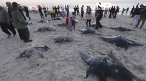 Δεκάδες τεράστια σαλάχια ξεβράστηκαν σε ακτή της Λωρίδας της Γάζας 