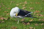 southern-black-backed-seagull-park