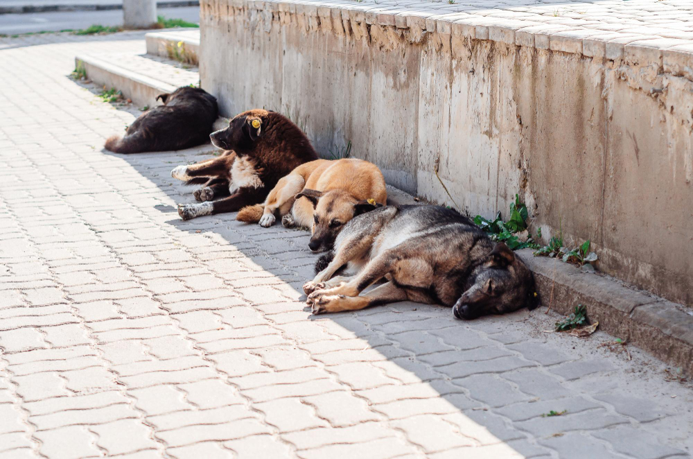 Σκοτώνουν μαζικά σκυλιά στον Αλμυρό Βόλου! Παρέμβαση εισαγγελέα
