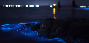 Βιοφωταύγεια: Το εντυπωσιακό φαινόμενο που δίνει μπλε λάμψη στις θάλασσες της Καλιφόρνιας