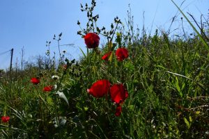Καιρός: Αραιές συννεφιές και μικρή άνοδος της θερμοκρασίας σε όλη τη χώρα