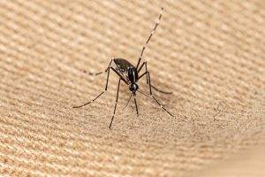 Ο κακός χαμός από ακμαία κουνούπια στη Θεσσαλονίκη και την Ημαθία – Ψεκασμοί από αύριο