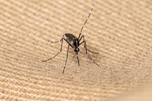 ΒΙΝΤΕΟ: Λένε ότι αυτό το κόλπο θα κρατήσει μακριά μύγες και κουνούπια!!