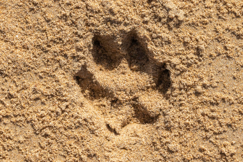 Κτηνωδία που σοκάρει στην Αράχωβα! Βίασαν σκύλο με αιχμηρό αντικείμενο