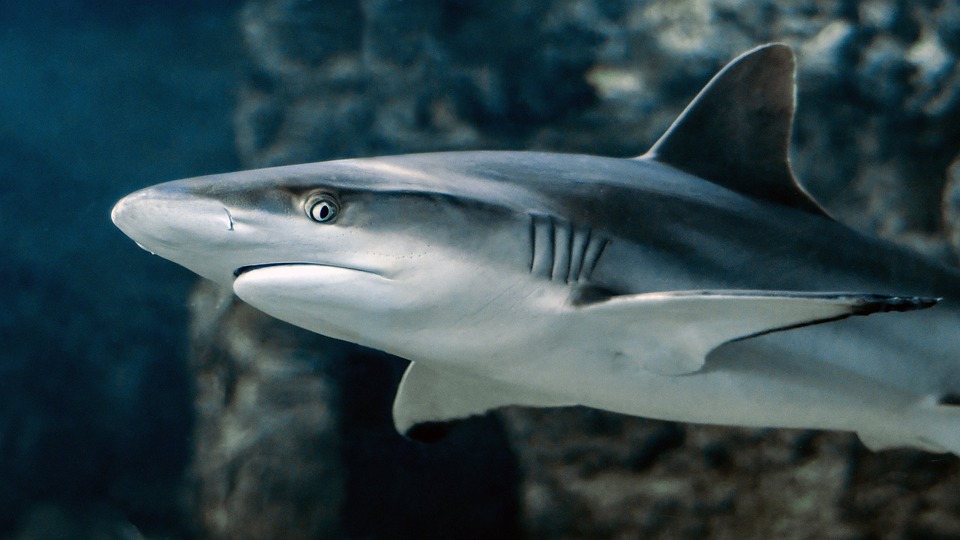 ΒΙΝΤΕΟ: Ο Blue Shark…βγήκε στα ρηχά σε παραλία της Βοιωτίας!