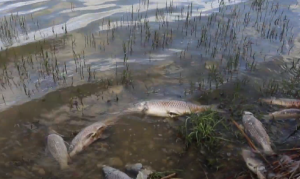 Θεσσαλία: Τραγική η κατάσταση στη λίμνη Κάρλα – Ξεβράζονται νεκρά ψάρια λόγω λειψυδρίας, vid