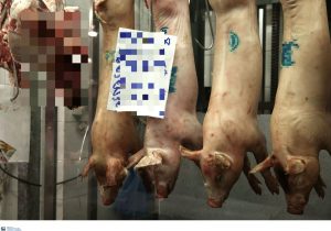 Τρώτε χοιρινό κρέας με εμβόλιο mRNA μέσα του;;; «Σεισμός» με την είδηση