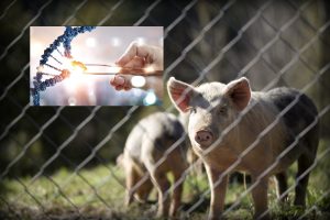 «Ακριβώς όπως το κανονικό χοιρινό»: Αλλάζουν το DNA στα γουρούνια, ξεσηκώνονται επιστήμονες