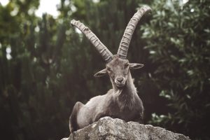 Αυτό που κάνει το αγριοκάτσικο των Άλπεων δεν το κάνει κανένα πλάσμα…