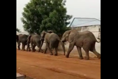 Καμερούν: Eλέφαντες εισέβαλαν σε πόλη, αφού σκότωσαν δύο ανθρώπους σε γειτονικά χωριά (video)