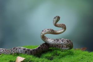 Θεσσαλονίκη: Σοβαρή αλλά ελεγχόμενη η κατάσταση της ερπετολόγου -Συμβουλές αν σε τσιμπήσει φίδι  (video)