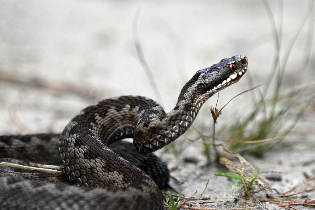 Ποια είναι τα δηλητηριώδη φίδια στην Ελλάδα – Όσα χρειάζεται να γνωρίζουμε για τις οχιές
