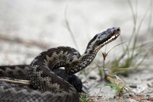 Δεύτερο περιστατικό με δάγκωμα οχιάς! Κινδύνευσε γυναίκα στον Βόλο… Η σωτήρια παρέμβαση της πεθεράς της